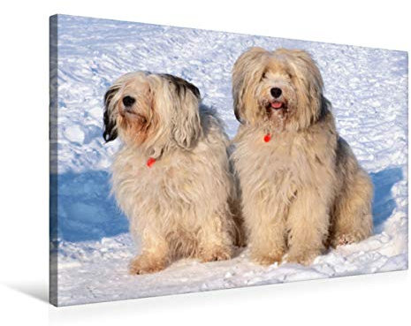 Premium Textil-Leinwand 75 x 50 cm Quer-Format Tibet-Terrier - Eine Hunderasse mit Charakter, Leinwanddruck von Rudolf Bindig
