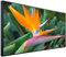 Ecowelle Infrarotheizung mit Bild | 750 Watt | 60x120 cm | Infrarot Heizung| | Made in Germany| a 81 Paradiesvogel Blume