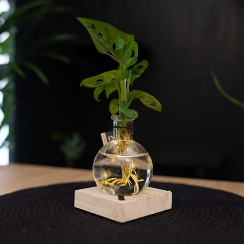 Samoa | Lichtpflanze | Monstera Adansonii | Hydroponie | INTENZ®