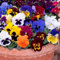 Pansy Mixed 12 Bedding Plants British Grown Garden Ready