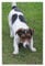 Jack Russell Dog Print Jigsaw Puzzle 1000 Piece Wooden Jigsaw Puzzles Personalized Puzzle Family Game