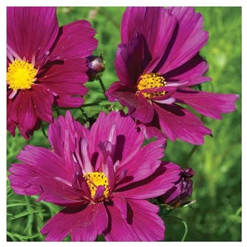 PREMIER SEEDS DIRECT - Flower Cosmos BIPINNATUS Fizzy Purple 1GM ~ 180 Seeds
