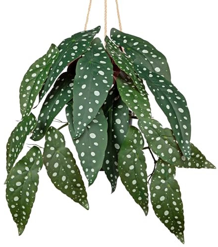 Arborus Plantas artificiales colgantes como auténticas, 56 cm, planta artificial para colgar, begonia maculata, plantas artificiales como reales en maceta, plantas decorativas para habitaciones