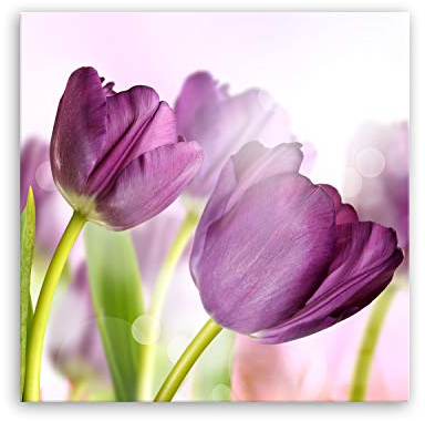 ge Bildet Bild auf Leinwand | Pflanzen Bilder - Tulpe - Blumen Violett Natur in 50x50 cm als Wandbild | Wand-deko Dekoration Wohnung modern Bilder | 2207