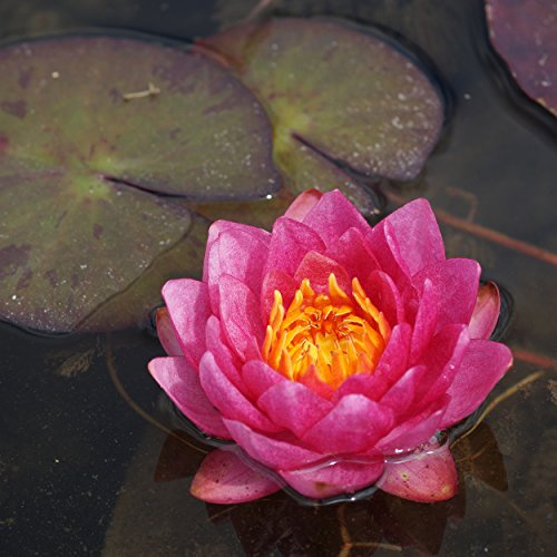 Blumixx Stauden Nymphaea Hybride 'James Brydon' - Seerose, im 1,0 Liter Topf, dunkelrot blühend