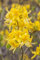 Rhododendron luteum 40-50 cm - Gelber Azalee, duftende gelbe Blüten, Blütezeit Mai-Juni, ideal für Rabatten, bienenfreundlich, winterhart