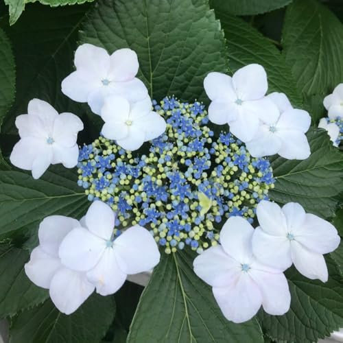 Hydrangea macrophylla Plant 'Lanarth White' Deciduous Hardy Shrub Lacecap White Blooms RHS AGM Easy to Grow Flowers 1 x 3 Litre Potted Plants by Thompson and Morgan