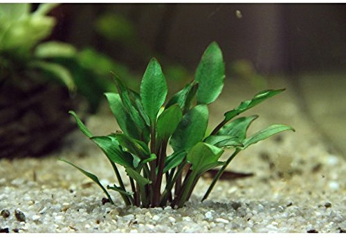 Cryptocoryne lutea 'Hobbit' - In-Vitro