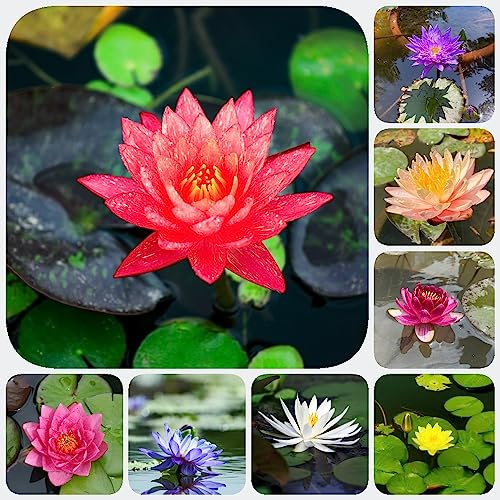 50 pcs Lotus Samen Winterhart (Nymphaea) Seerose Miniteich Teich Dekoration Blumen Samen, Plants Flowers, Pflanzen Wiesenblumen Samen, Balkonpflanzen Winterhart Teichpflanzen Teichdeko