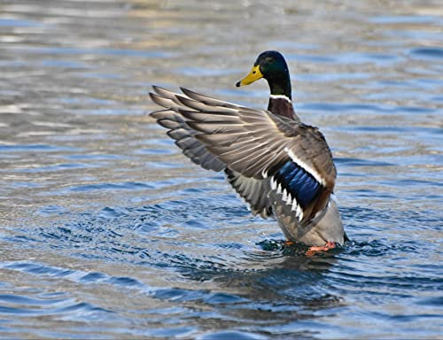hansepuzzle 28942 - Ente Puzzle 1000 Teile - Tierwelt-Puzzle mit hochwertiger Aufbewahrung: Kartonbox und wiederverschließbarem Beutel - Format 60 × 46 cm