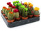 Variedad de Mini Discocactus para Casa/Oficina Planta Pequeña de Interior en Maceta de 5,5 cm para Regalo (20 Unidades)