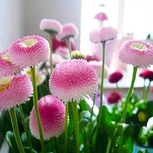Haloppe 30 Unids Margaritas Rosas Flores Semillas de Plantas para la Plantación de Jardín en Casa, Semillas de Margaritas Semillas de Flores de Margaritas Rosas Rústicas para Balcón semillas de m