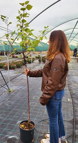 POWERS TO FLOWERS - PIANTA DI MELOGRANO, VARIETA A FRUTTO NERO, VASO 20CM DIAMETRO, ALTEZZA 160CM, pianta vera