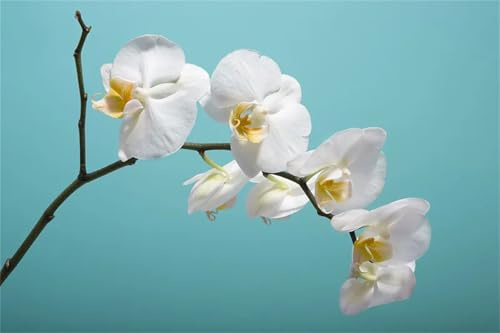 MehrjäHrig Phalaenopsis Orchideen, Ideal für Balkon & Terrasse, Cymbidium Orchidee, Winterhart, Duftend, Top QualitäT, Das Bunt Gemischte,-10zwiebelns-E