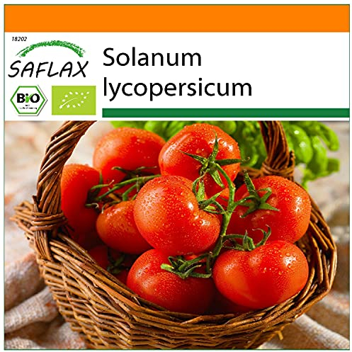SAFLAX - Garden in the Bag - BIO - Tomate - Berner Rose - 10 Samen - Mit Anzuchtsubstrat im praktischen, selbst aufstellenden Beutel - Solanum lycopersicum