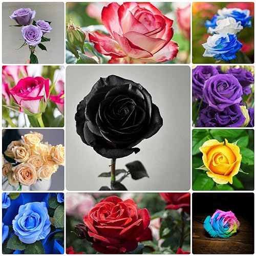 550 pcs rosen samen zum pflanzen, Rosa, gartensamen, kübelpflanzen winterhart Rosensamen gartenpflanzen, stauden winterhart winterharte pflanzen, bodendecker winterhart blumen, hochbeet