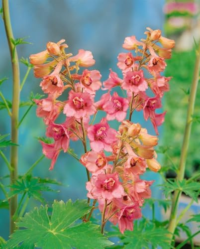Delphinium x ruysii 'Pink Sensation' 11x11 cm Topf – Winterhart, Mehrjährig – Rittersporn – Staude für Beet & Rabatte