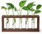 THYGIFTREE Anzuchtrohren mit Holzständer Wandbehang Pflanzenzuchtstation für Hydrokultur-Stecklinge, Desktop-Glas-Pflanzgefäß, Terrariumvase, Heimdekoration, Geschenke