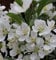 Hochstamm Zierapfel Tina 100-125cm - Malus Hybride