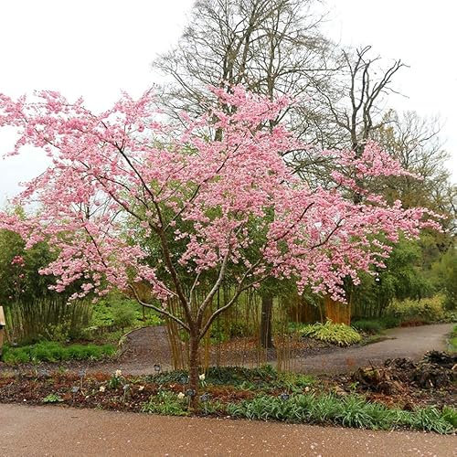 Plant Theory 1.5m - 1.8m Ukon Japanese Flowering Cherry Blossom Tree Prunus 12L Pot