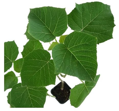 Paulownia Árbol Natural Renueva tus Ambientes Externos con Acabado Premium