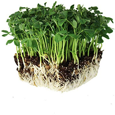 Mountain Valley Seed Co Speckled Pea Sprouting Seeds 1 Lbs