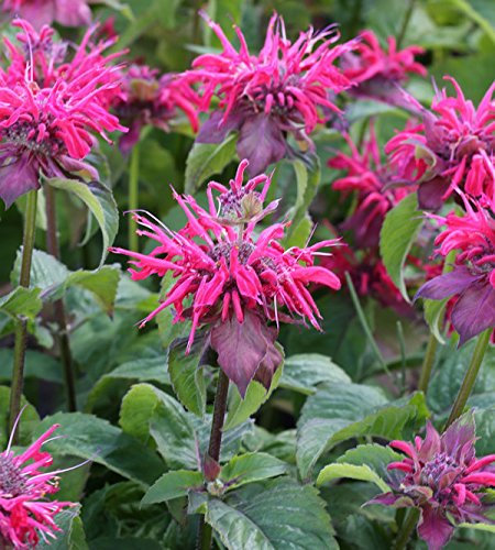 Indianernessel Pink Lace - Monarda didyma