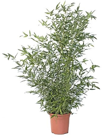 KENTIS - Bambou Bissetii - Bambusa Phyllostachys Bissetii - Vraies Plantes d'Éxterieur de Balcon de Jardin - Vraie Bambou - H 170-200 cm Pot Ø 24 cm