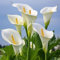 3 Pcs Calla Pflanze Winterhart Zwiebeln - Zantedeschia Aethiopica - Flowers Decoration, Zimmerpflanzen Calla Lilien Knollen, Blumen Zwiebeln, Minigarten Frühlingsblüher Zwiebeln, Seltene