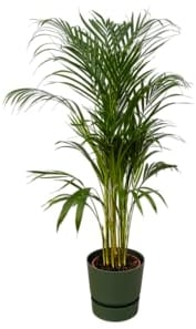 Trendyplants - Arecapalme - ↨110cm - Ø21cm inklusive elho Greenville Rund grün Ø24cm x ↨23cm