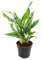 Aglaonema Greyhound - Buntblättriger Kolbenfaden - Ausgefallene Sorten - 12cm - ca. 25-30cm hoch