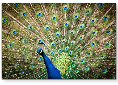 Paul Sinus Art Leinwandbilder | Bilder Leinwand 120x80cm Portrait eines Pfau