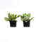 6 x Bergenie 'Bressingham White' - Bergenia' Topf 9x9cm: Weiße Blüten, immergrünes Laub, ideal für schattige Bereiche.