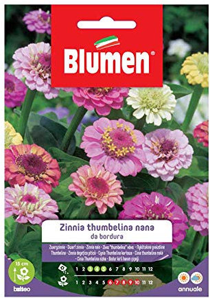 Zinnia Thumbelina Nana Bord