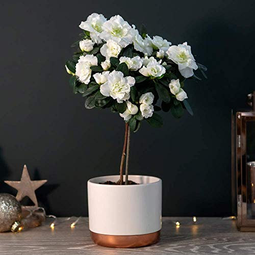 Standard White Azalea in 12cm Cream Zinc Pot, Gift Wrapped by Thompson and Morgan