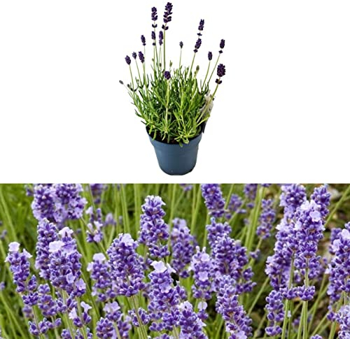 Lavender Melissa Lilac - Lavandula in a 9cm Pot Ready to Plant - Summer Colour Plant for Scented Gardens (1 Plant)
