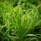 20 pcs ziergras pflanze samen luftreinigende zimmerpflanzen Setaria, geschenke für gartenliebhaber wilder wein winterhart gartenarbeit balkonpflanzen exotische pflanzen winterhart