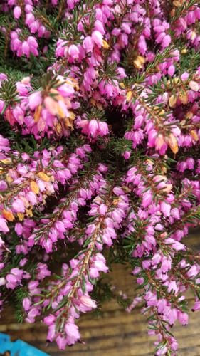 Erica X darleyensis 'Rouge' / Bruyère d'hiver rouge rosée/Conteneur de 3 à 4 litres