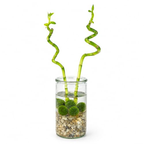 Vdvelde․com - Glücksbambus 2er Set im Glas, 5 Marimo Moosbälle, 40-45 cm | Dracaena sanderiana Zimmerpflanze komplett mit Steinchen, Mooskugeln halten das Wasser klar, Geschenkidee