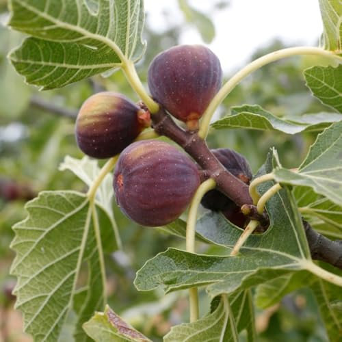 Albero di Fico Carica, Pianta da Frutto in Fitocella, 2 Anni di Età