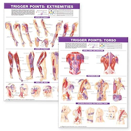 Anatomy Stuff Trigger Point Chart Set: Torso and Extremities - Poster - Wandchart - Educational Chart Set - Klassenzimmer