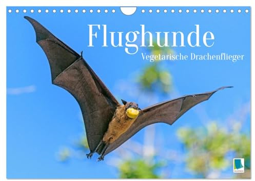 Flughunde: Vegetarische Drachenflieger (Wandkalender 2026 DIN A4 quer), CALVENDO Monatskalender: Vegetarier, nicht Vampir: nur nach Obst und Nektar jagt der Flughund (CALVENDO Tiere)