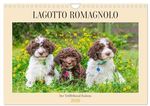 Lagotto Romagnolo - der Trüffelhund Italiens (Wandkalender 2026 DIN A4 quer), CALVENDO Monatskalender: 13 traumhafte Fotos von kleinen und großen ... der Rasse durch das Jahr (CALVENDO Tiere)
