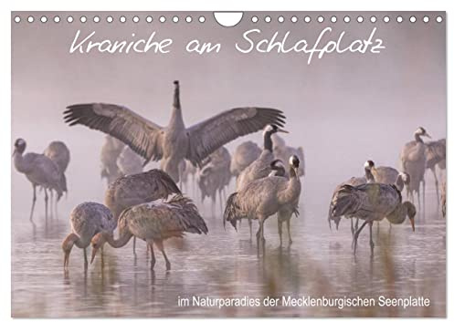 Kraniche am Schlafplatz - im Naturparadies der Mecklenburgischen Seenplatte (Wandkalender 2026 DIN A4 quer), CALVENDO Monatskalender: Kraniche ... Mecklenburgischen Seenplatte (CALVENDO Tiere)