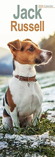 Jack Russell - Jack Russell Terrier 2024: Original Avonside-Kalender - Slimline [Mehrsprachig] [Kalender] (Slimline-Kalender)
