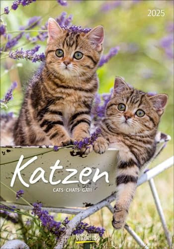 Katzen 2025: Wandkalender mit Fotos von Katzen. Format 23,5 x 33,5 cm.