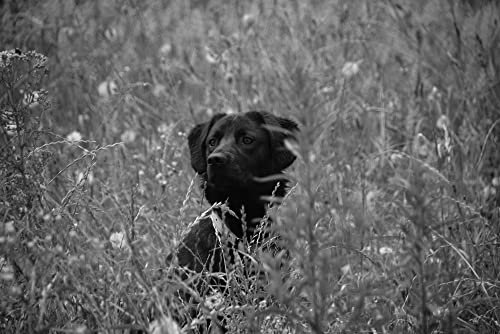 HANSEPUZZLE 35207 - Schwarz und weiß Puzzle 2000 Teile | Tierwelt Puzzle mit hochwertiger Puzzle Aufbewahrung: Kartonbox und Wieder verschließbarem Beutel | Puzzle-Maße: 90 x 60 cm