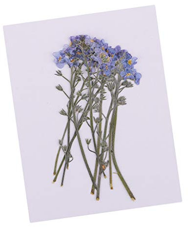 Baoblaze 10er Pack Gepresste Flower Vergissmeinnicht Getrocknete n Blätter Blatt für nkunst Kartenherstellung Scrapbooking