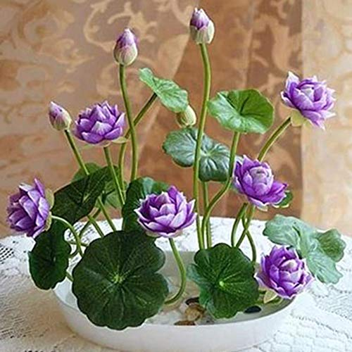 10 ciotole con semi di loto piante bonsai per casa, giardino, piante idroponiche, decorazione per fiori, viola, 10 pezzi, per donne, uomini, bambini, principianti, giardinieri