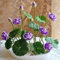 Lotus-Samen für Schale, Bonsai-Pflanzen, Heimgarten, Hydrokultur-Pflanze, lila Blumendekor, Lotus-Samen für Frauen, Männer, Kinder, Anfänger, Gärtner, als Geschenk, 10 Stück